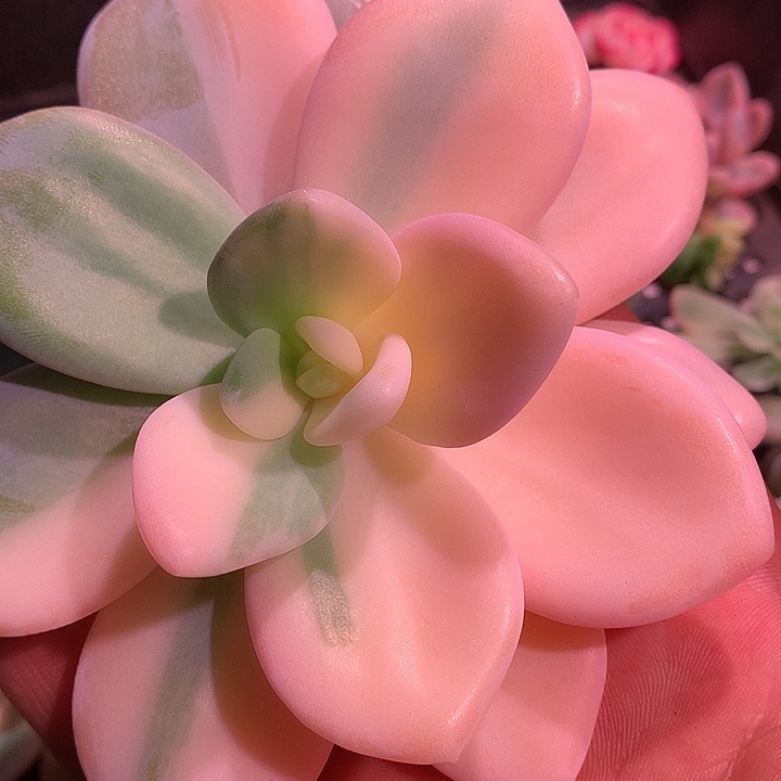 粉兔锦，双十二特价