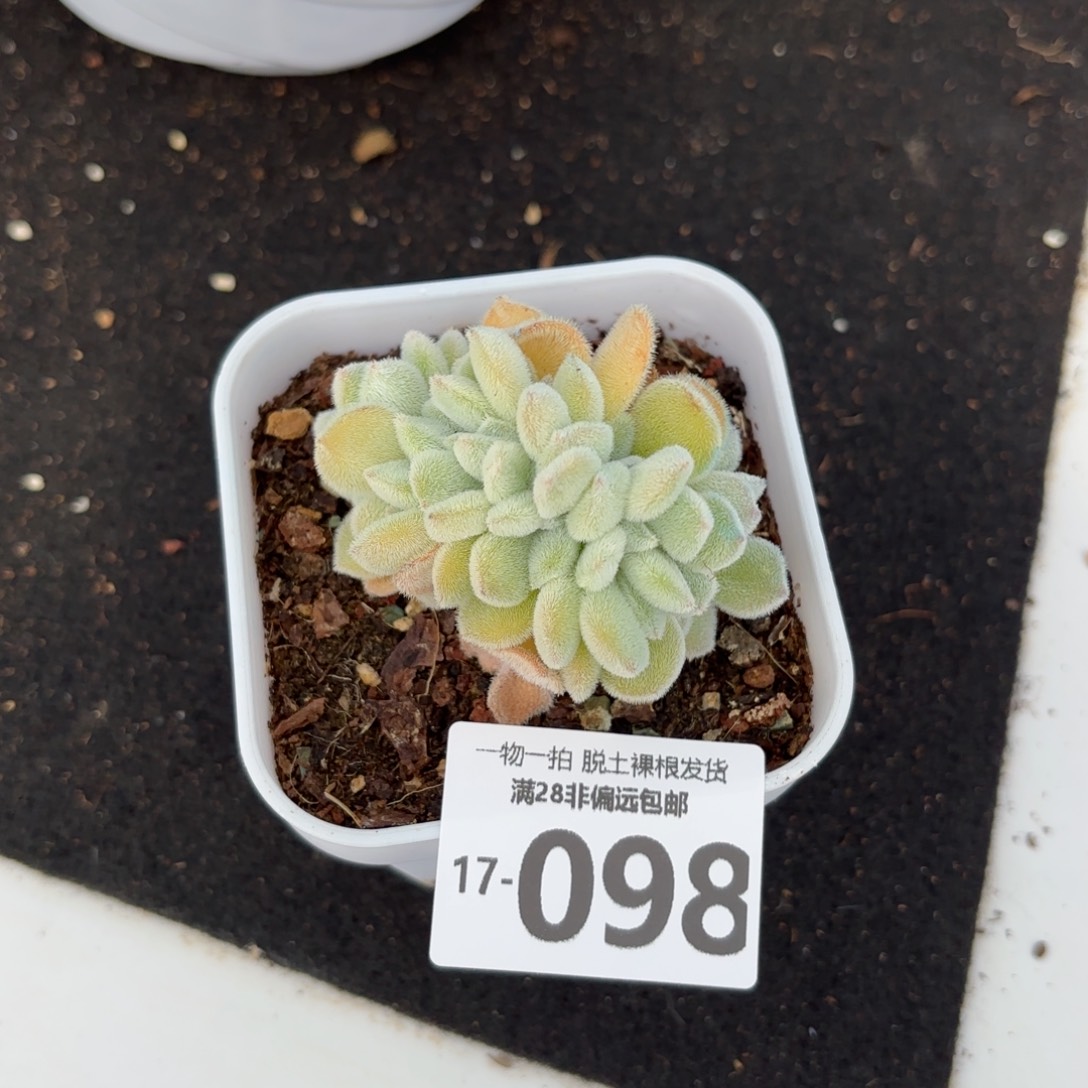 雪晃星多肉多肉多肉