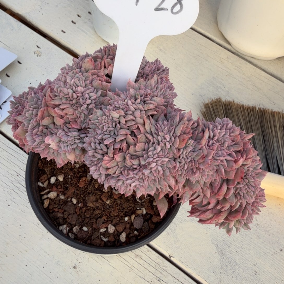 爱***猫1207-28火焰杯锦缀