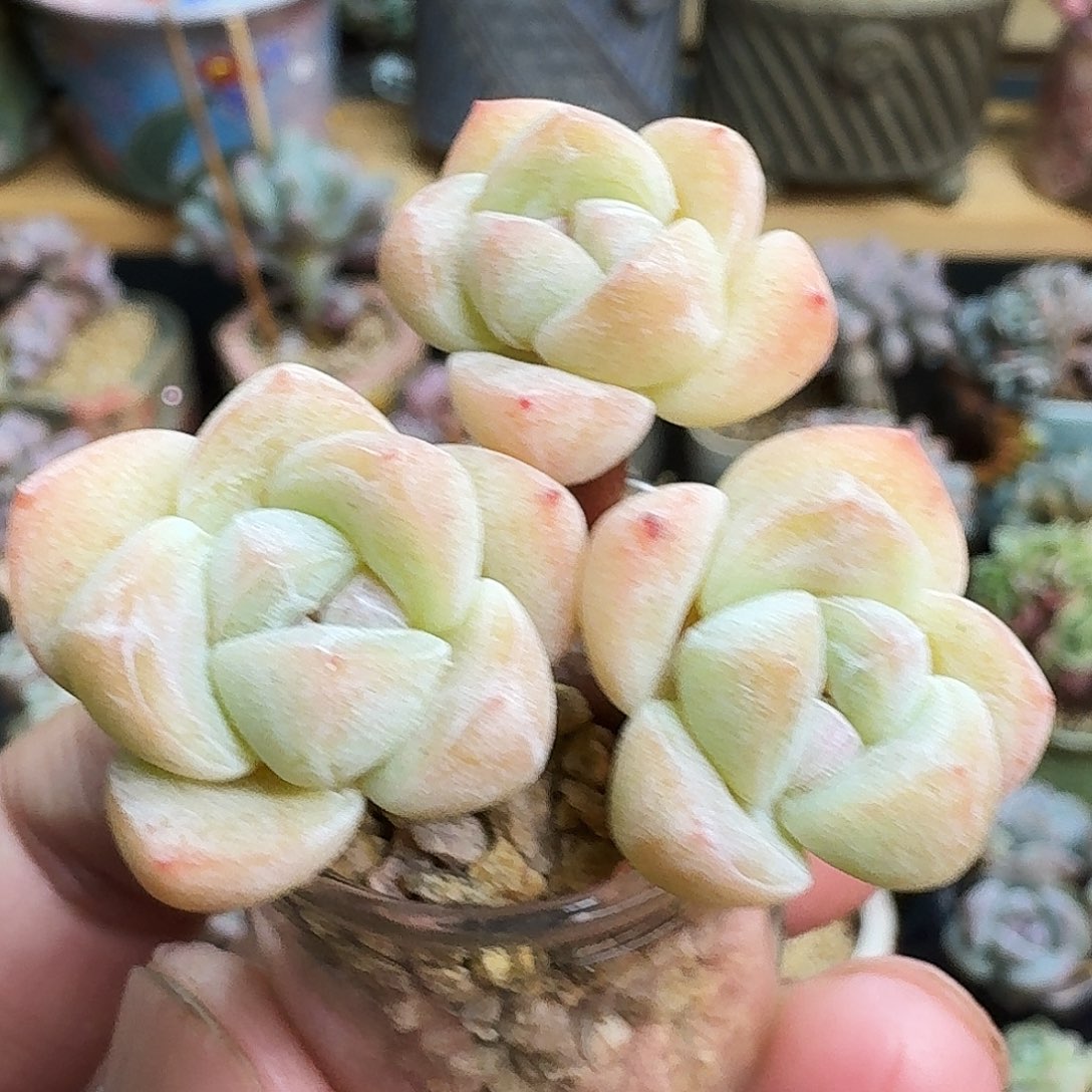 多肉白底冰玉群生带盆发