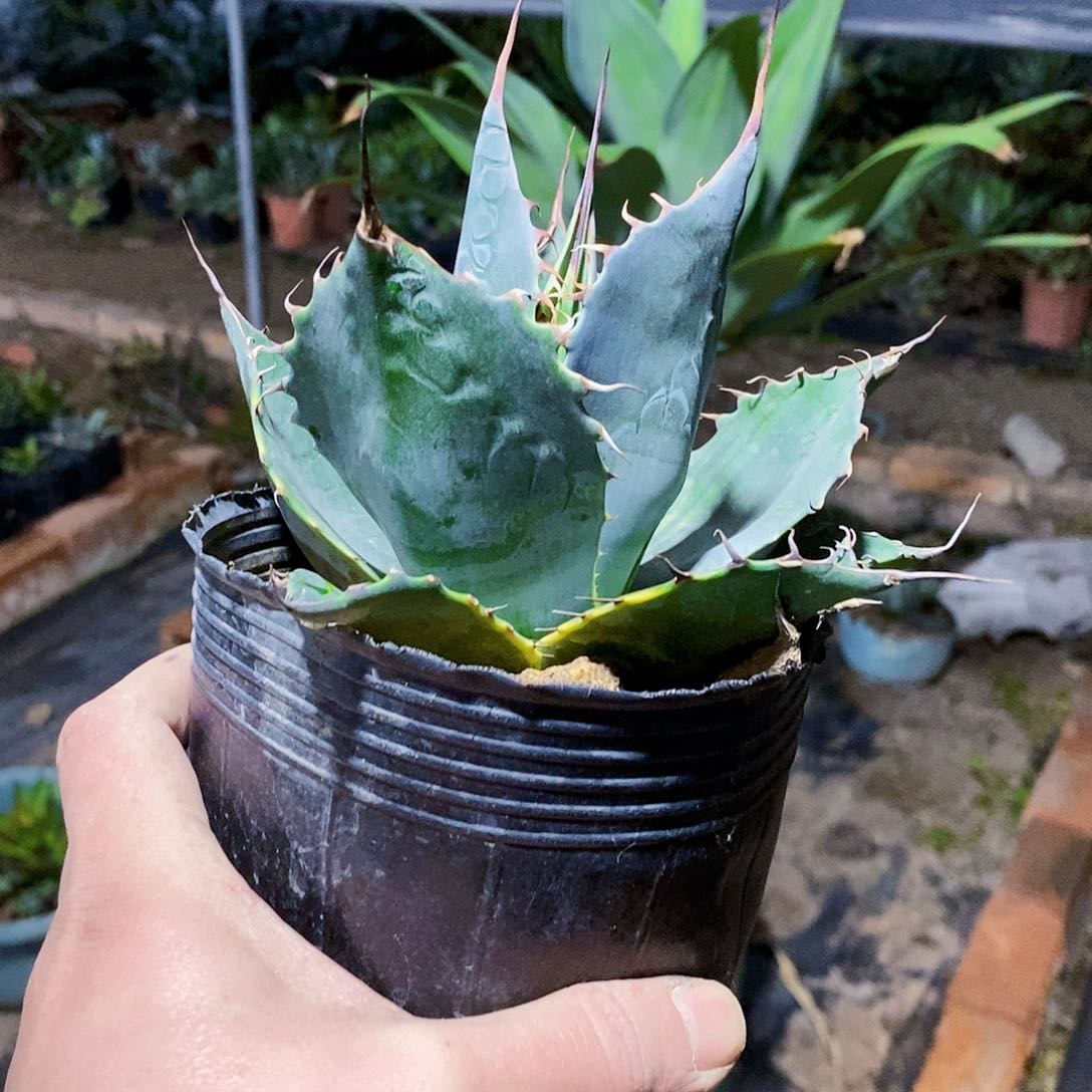 赖光锦一颗冠幅18公分有小瑕疵