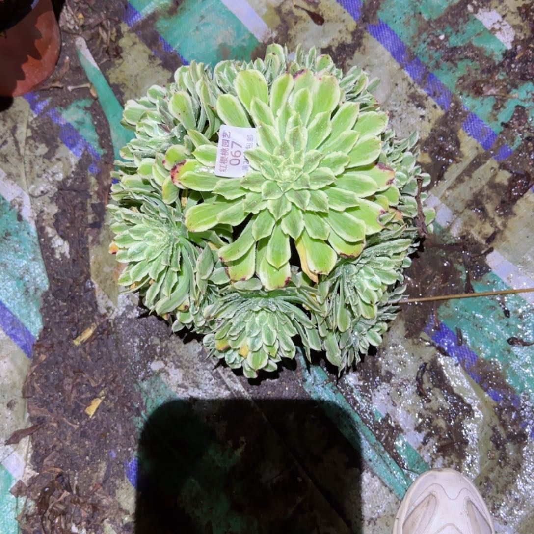 碧浪法师多肉067