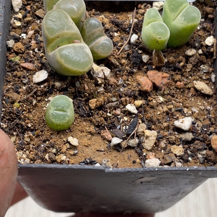 完全开放858母本三头风铃群带盆