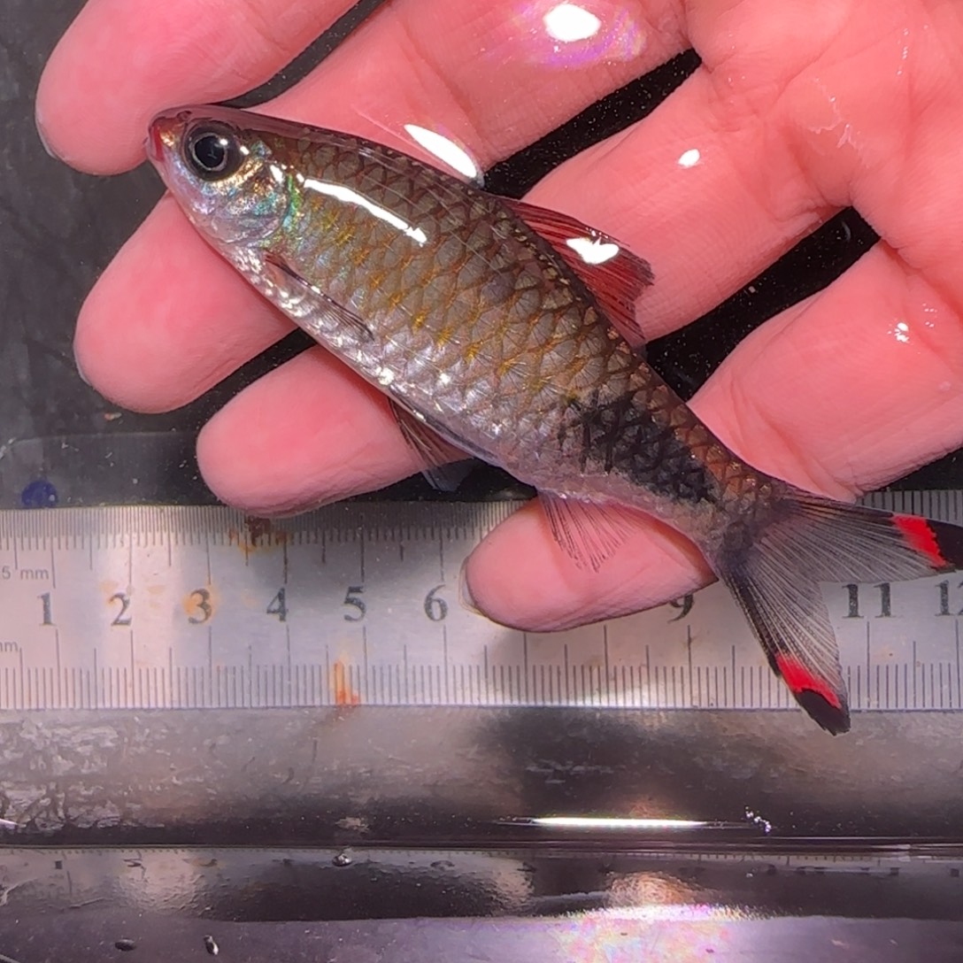 海水鱼红线242424