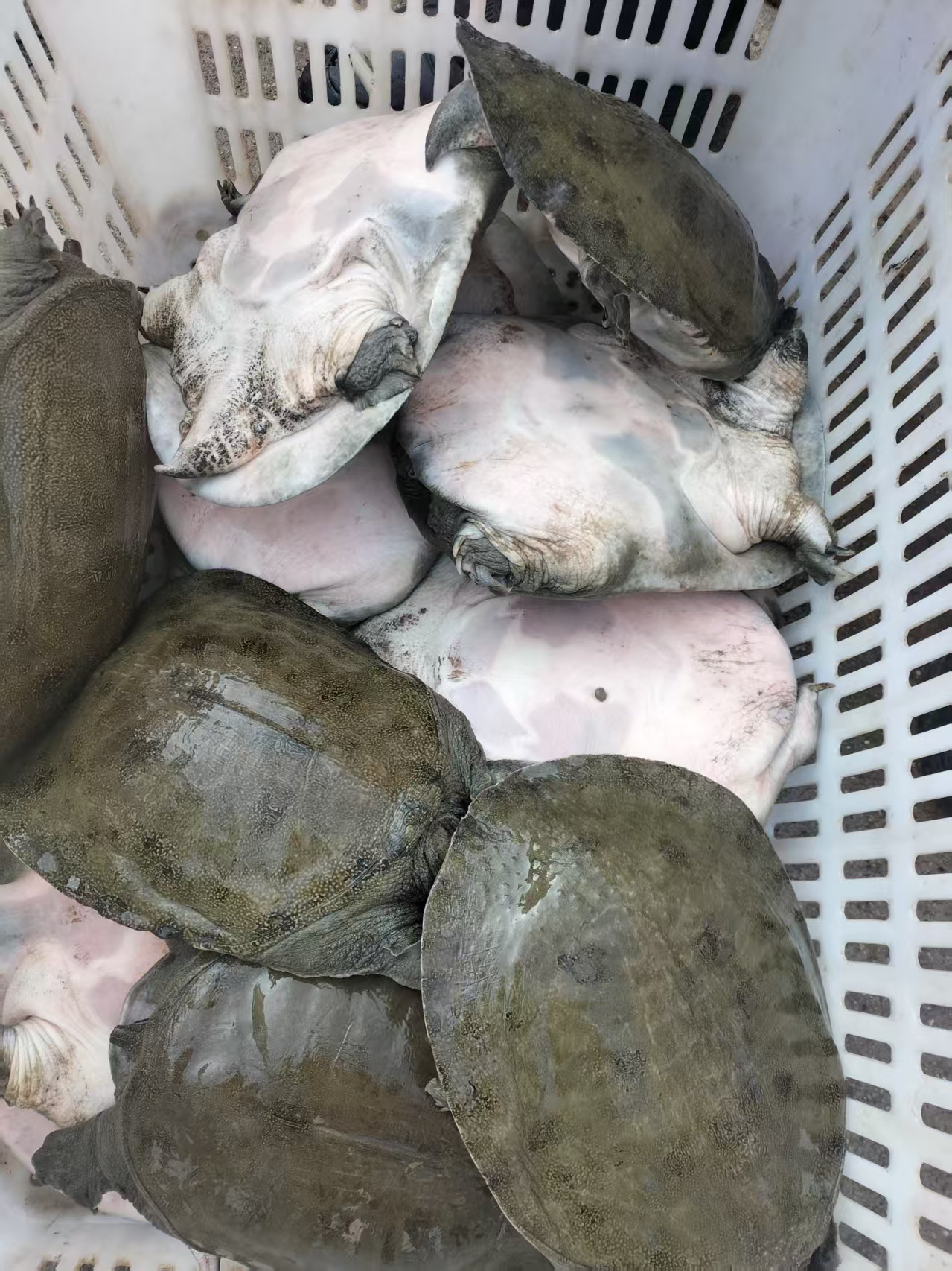 【大湖生态鱼】有机生态放养甲鱼鲜活滋补团鱼京东包邮水老鳖水鱼