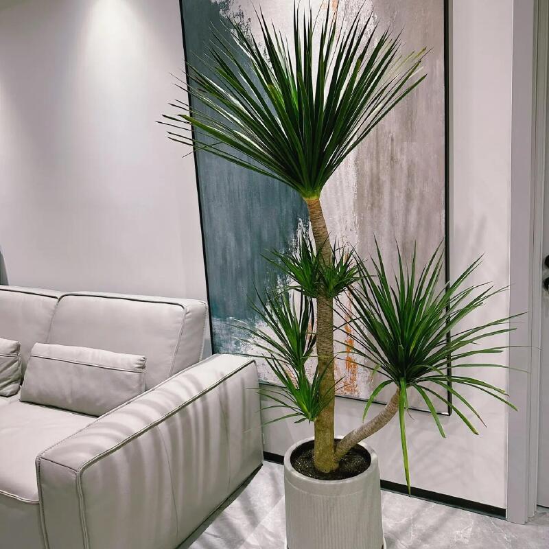 龙须树龙须铁龙血树多花卉盆栽室内客厅大型绿植花卉净化空气