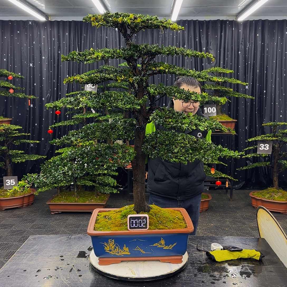 红芽罗汉松造型盆景