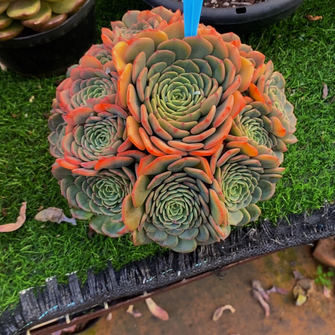 m***n惊喜宝贝892。            