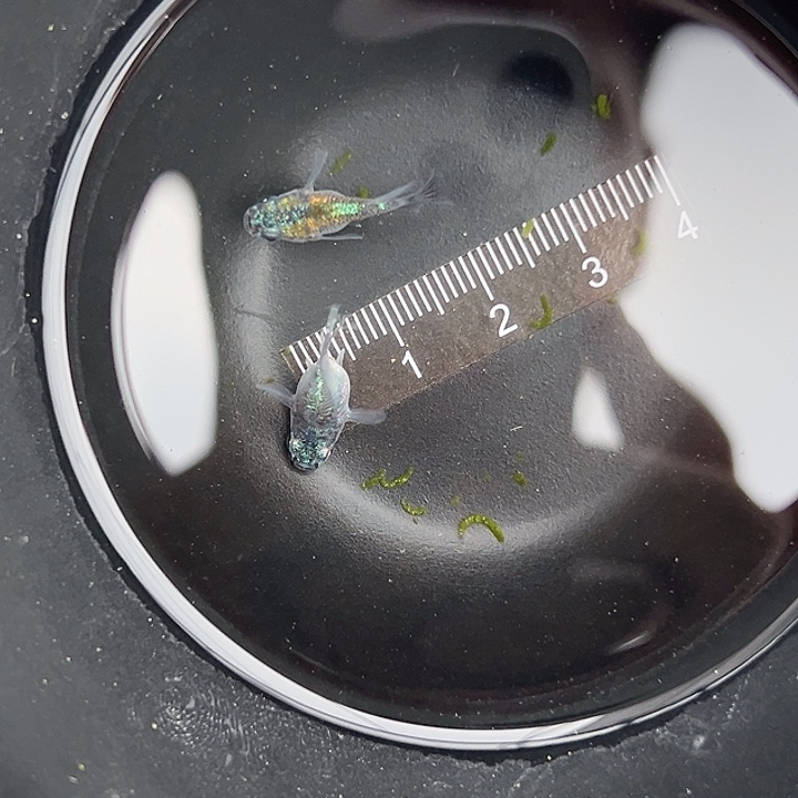 海水海王星球一对