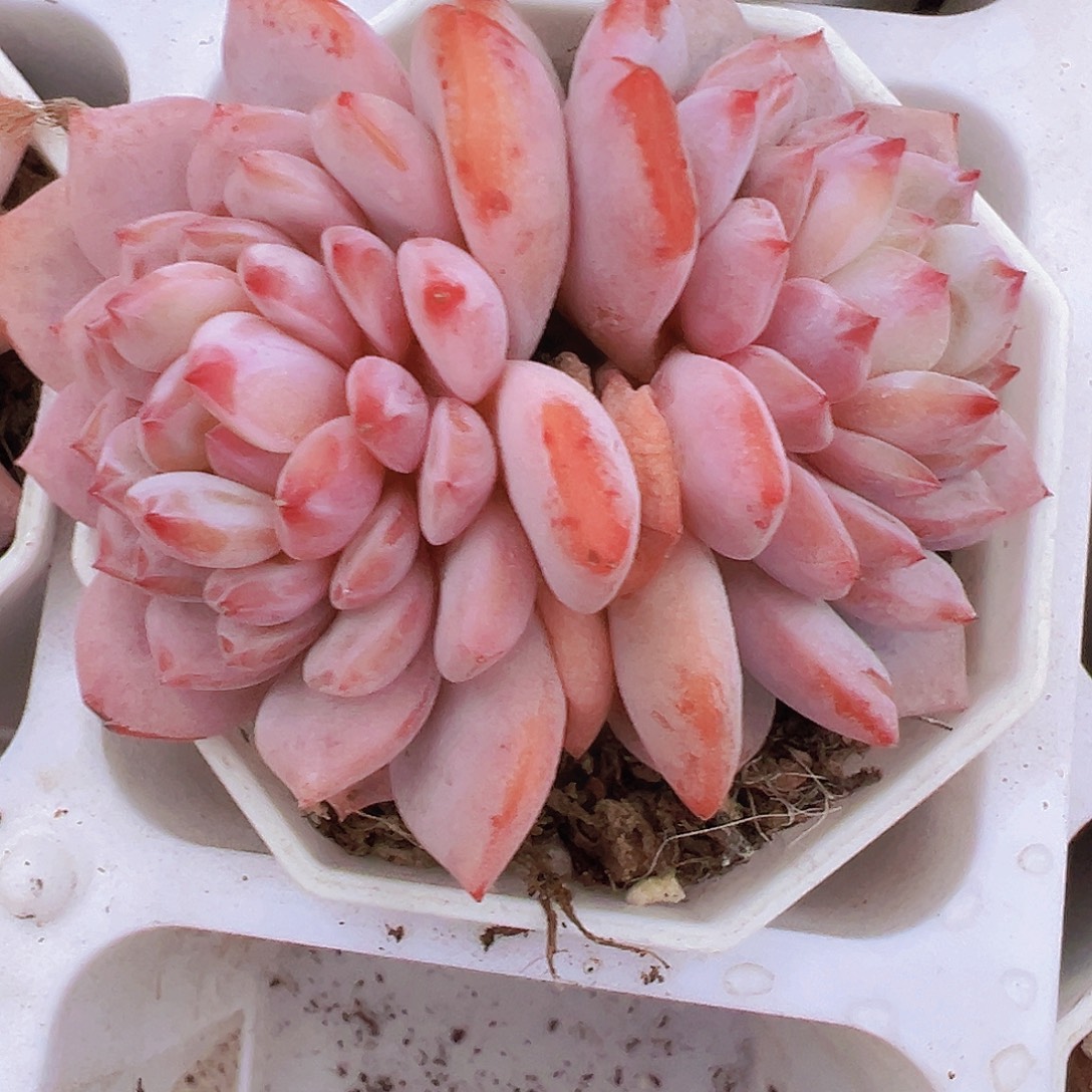 大双头玉芙蓉19包邮