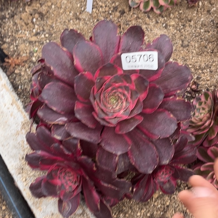 05706魅金玫瑰金多肉植物