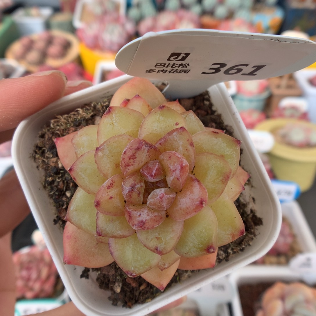 361钻石珍妮石化多肉福利