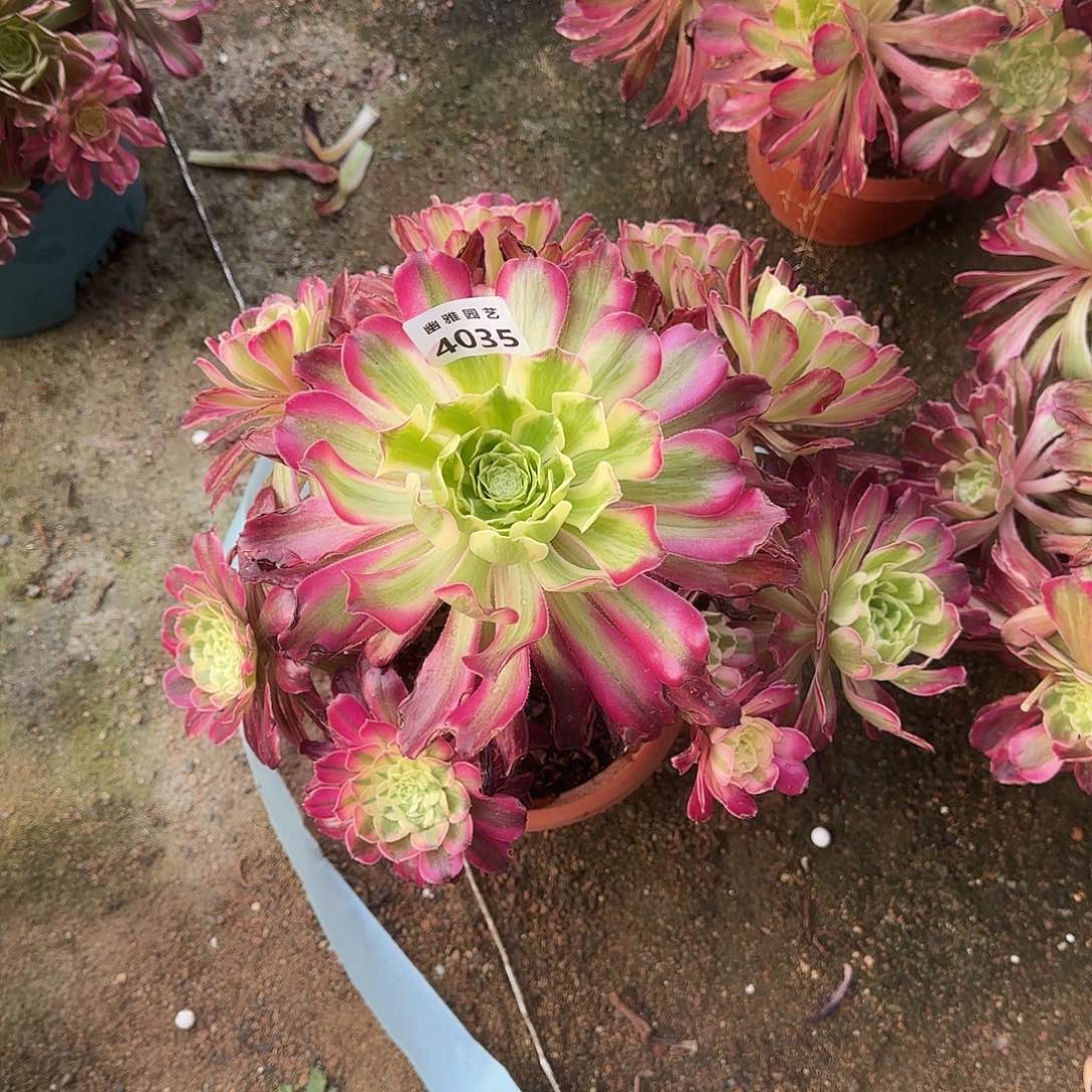 多肉植物波斯4035