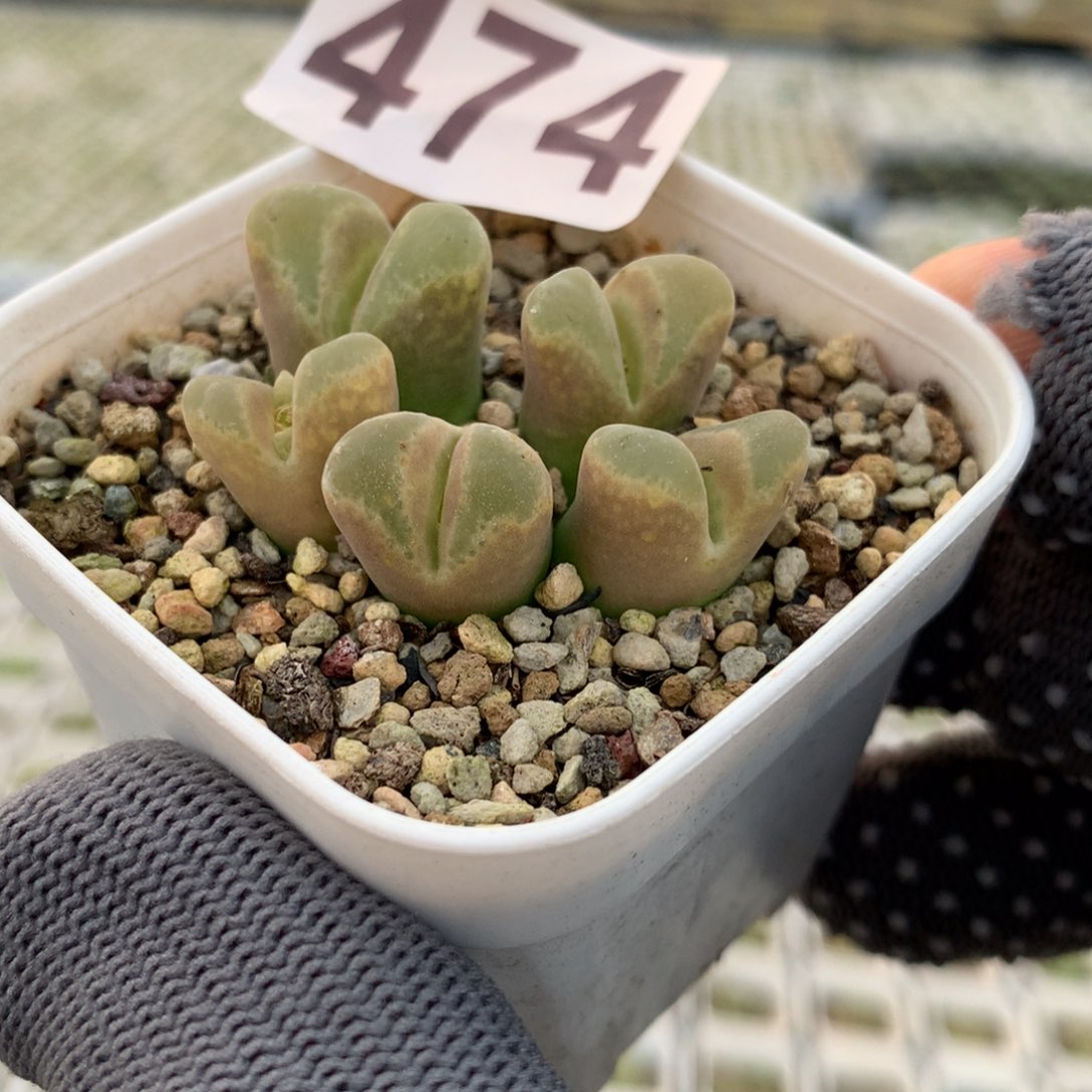 ๓**.474静香风铃母本