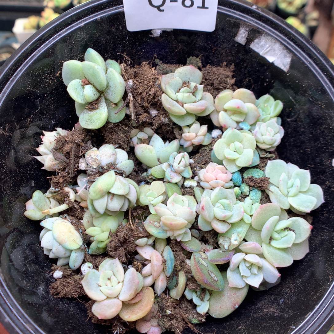 Q81珍妮糖心定向，20包邮两天凑单偏远地区不发货