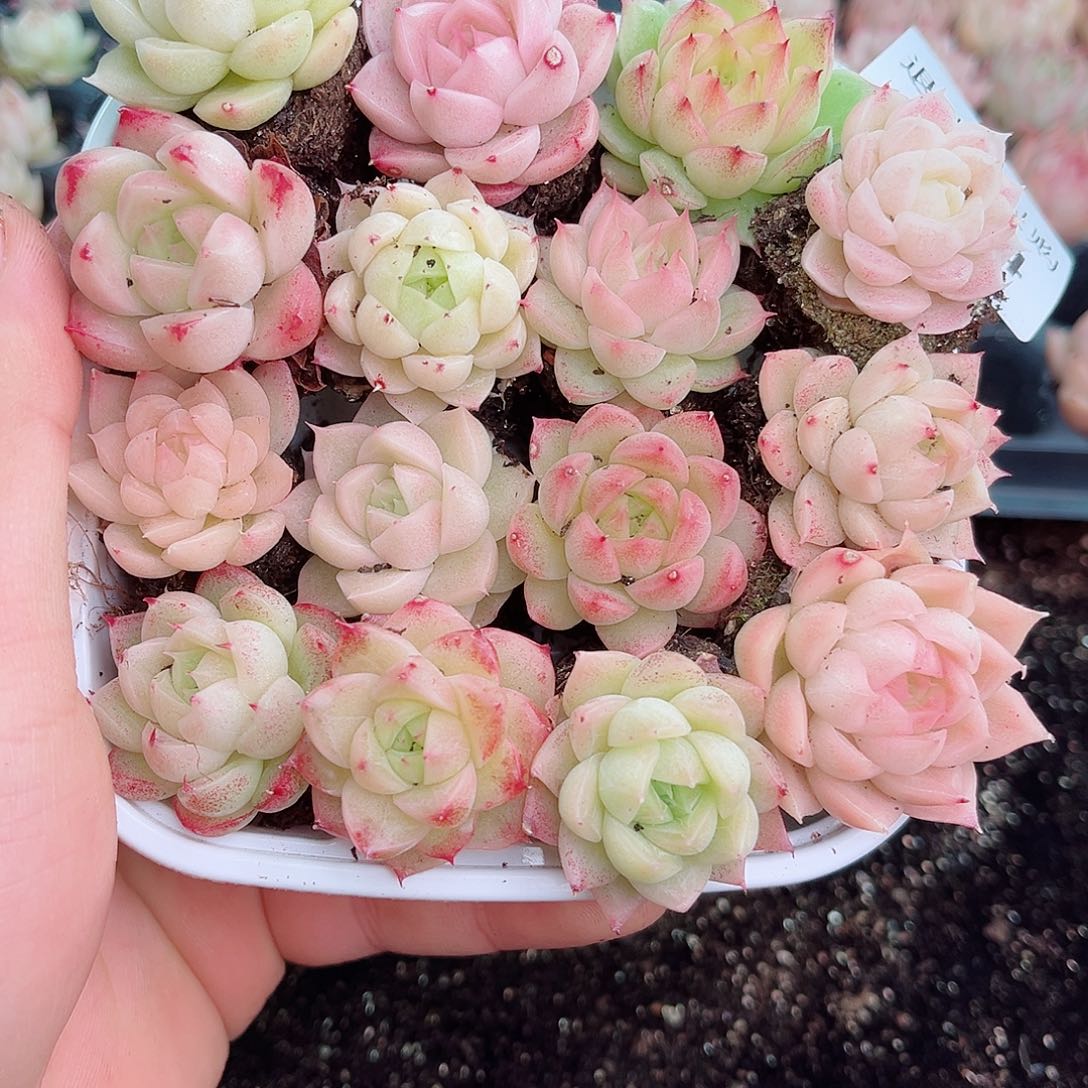 1-354 新疆西藏内蒙不发12.8包邮2-3公分多肉