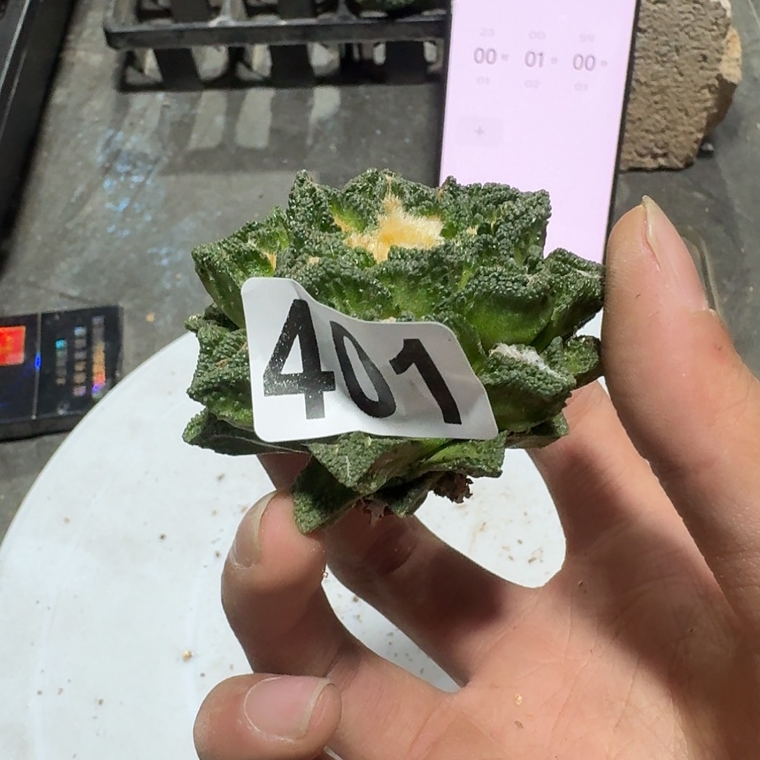 真***珍401号仙人球福利有根