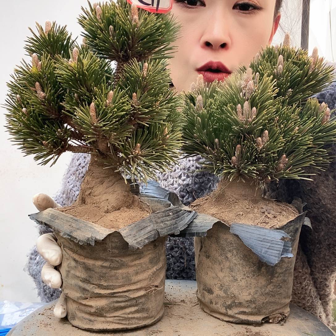 无花朵植物形态多年生草本