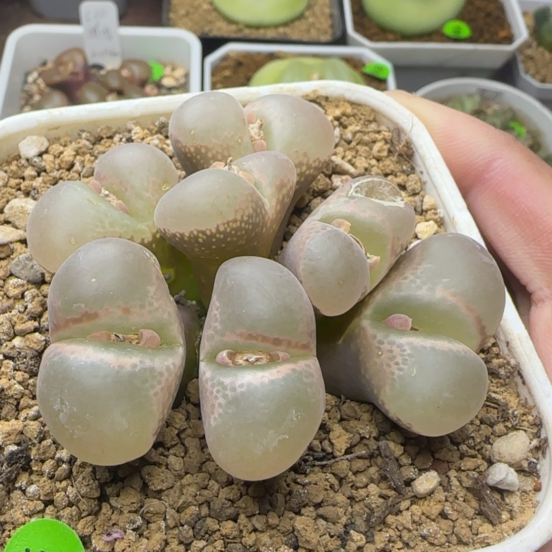 漂漂亮亮多肉植物517