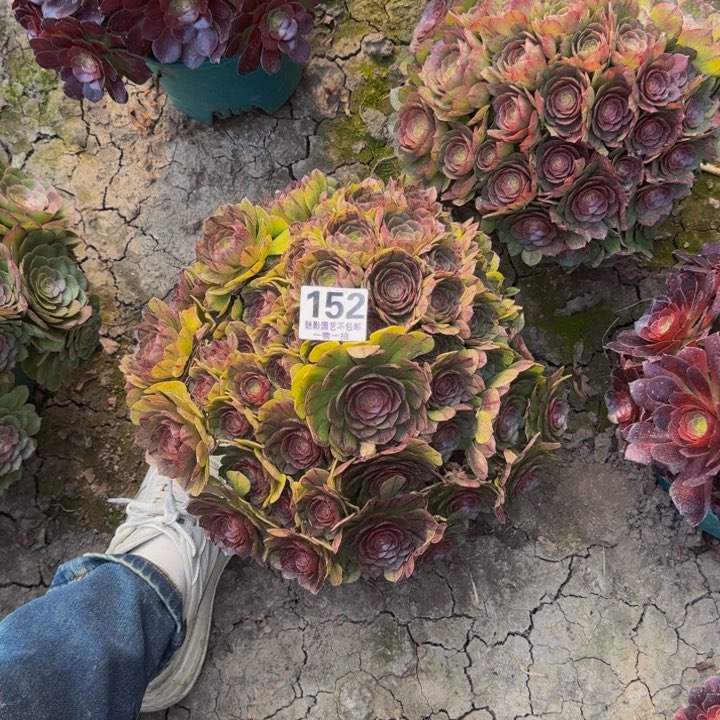 拉丝花29-39包邮花花