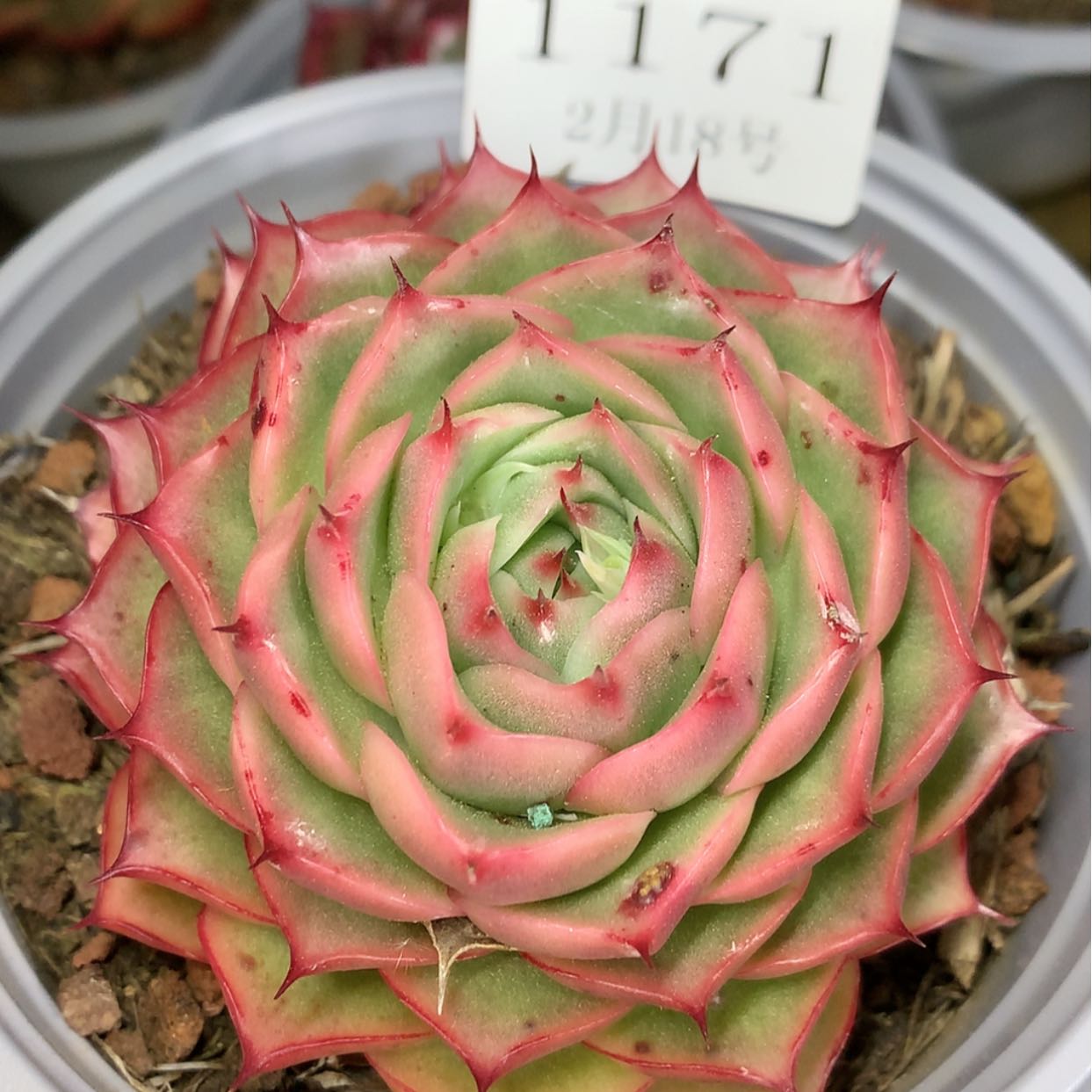 【闪购商品】云1171