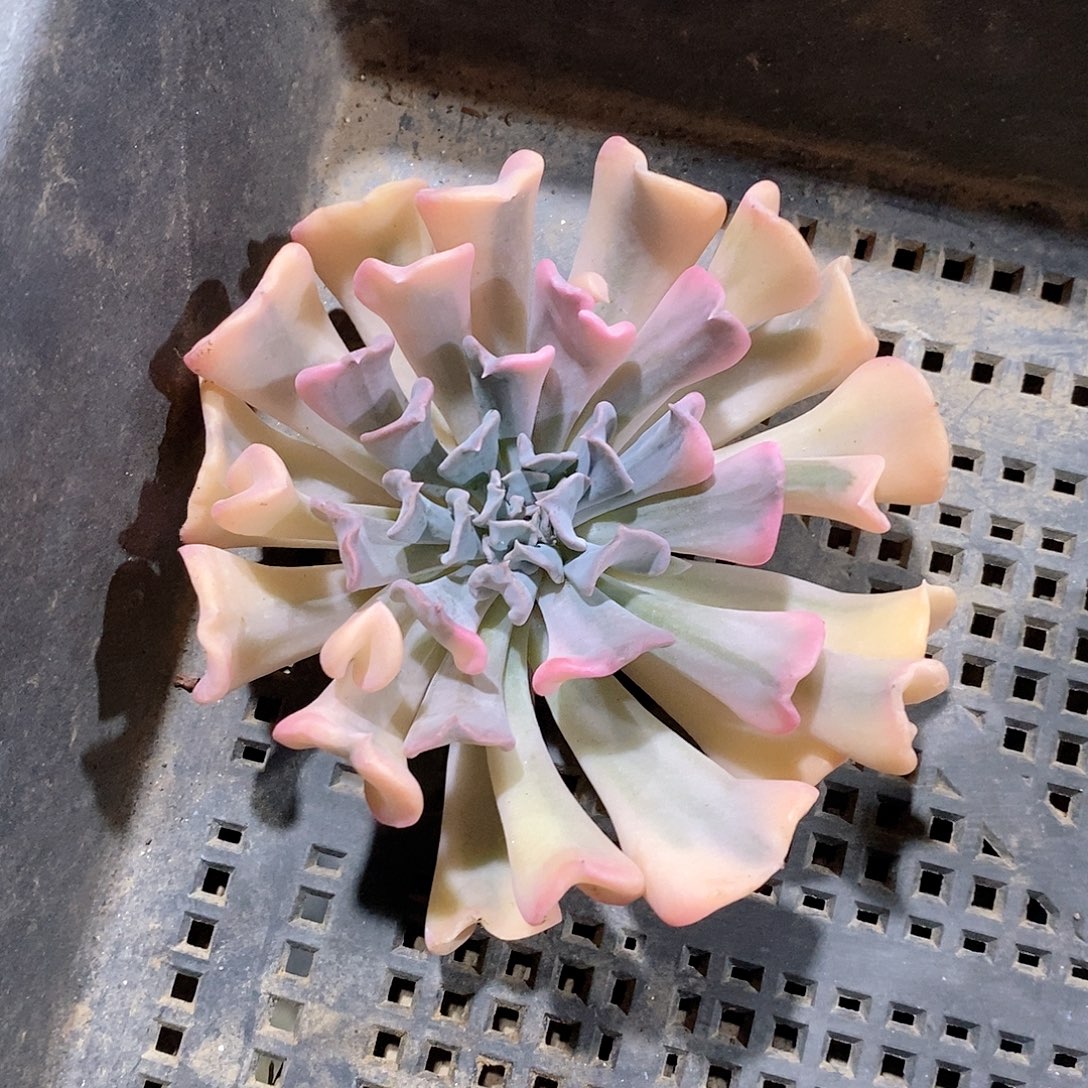 利比里亚锦砍头花脸