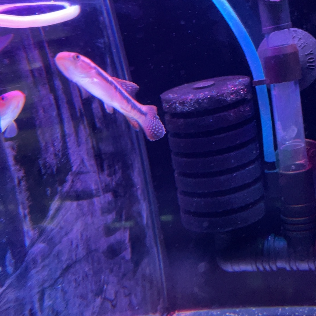 @***7海水鱼小型猛鱼七彩牙鱼