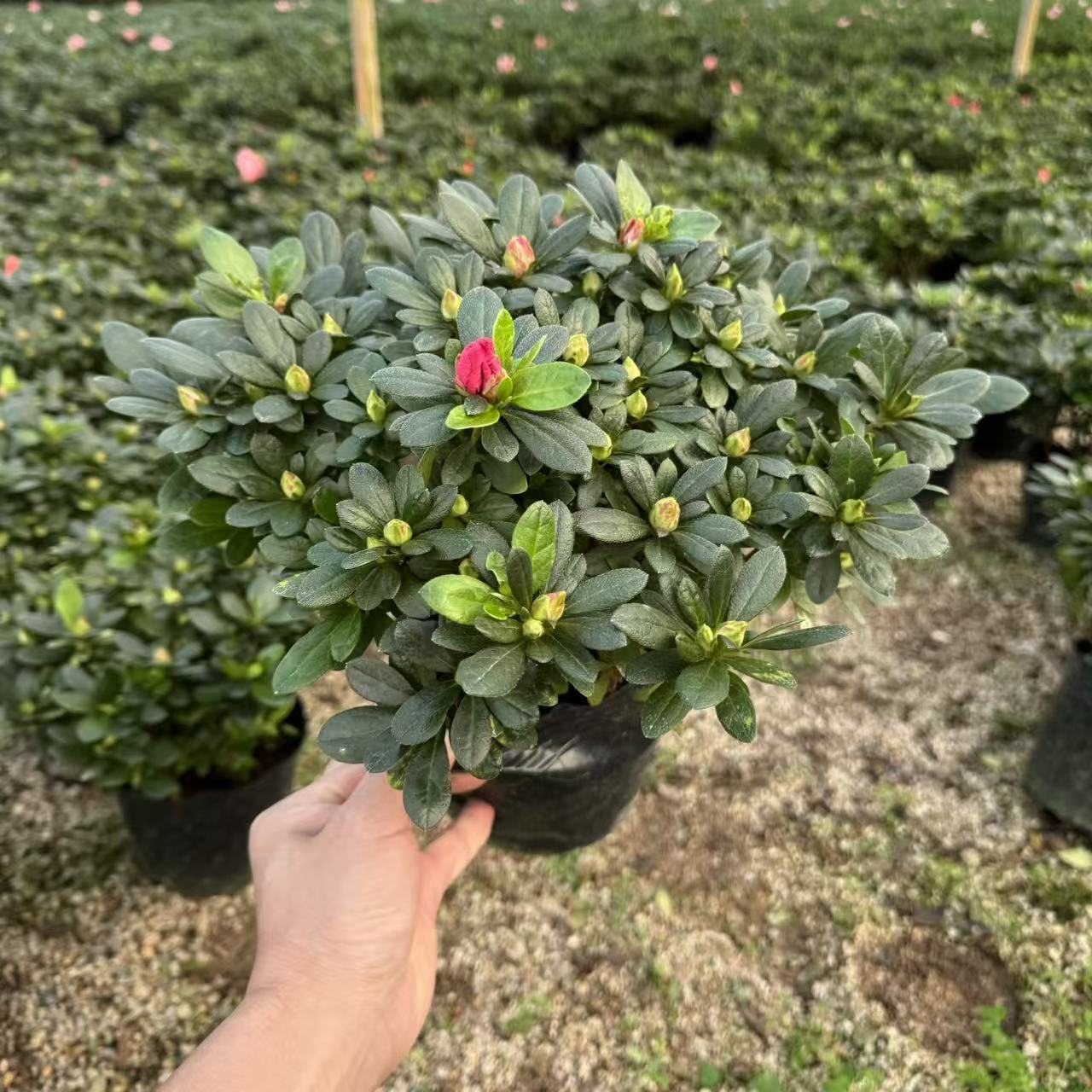 多棵组带花苞 杜鹃花盆栽 四季开花室内阳台好养花卉