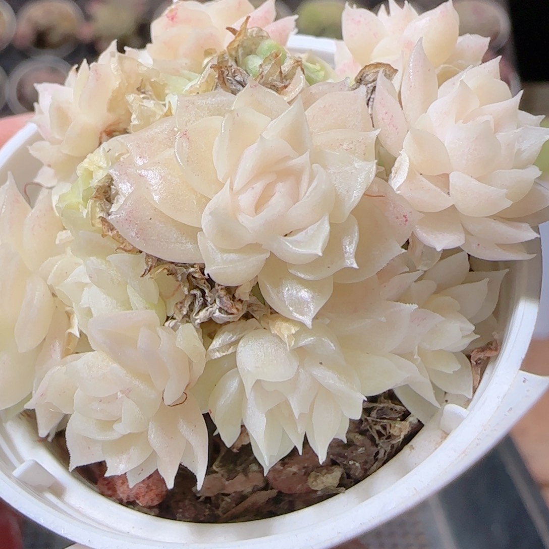 花语多肉1218-119散