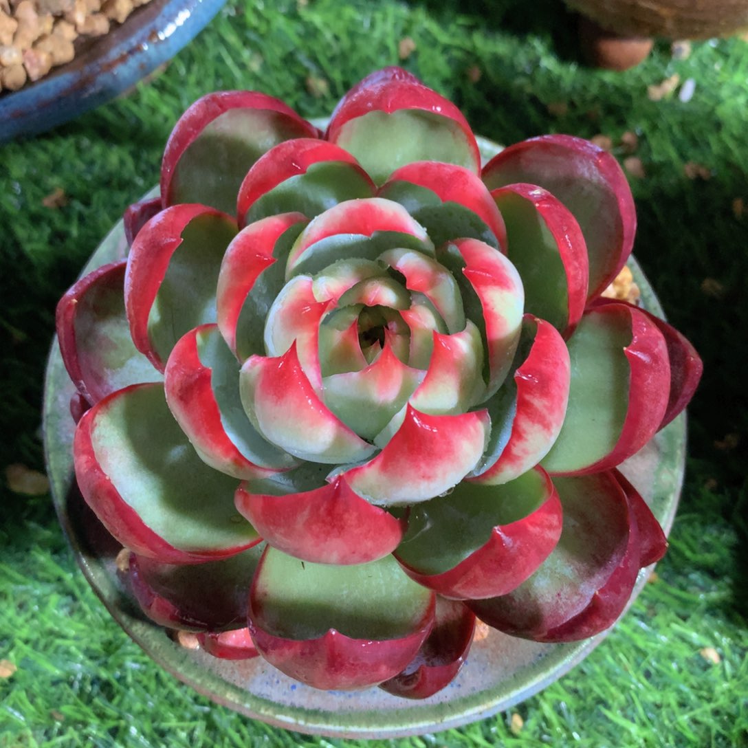 惊鸿仙子12 公分一物一拍