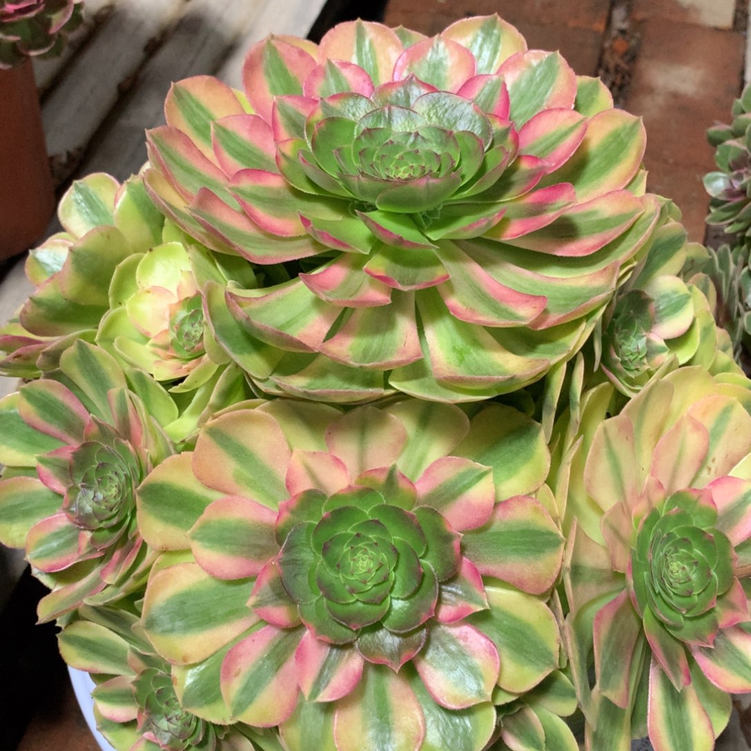 雨荷捧花，多肉植物