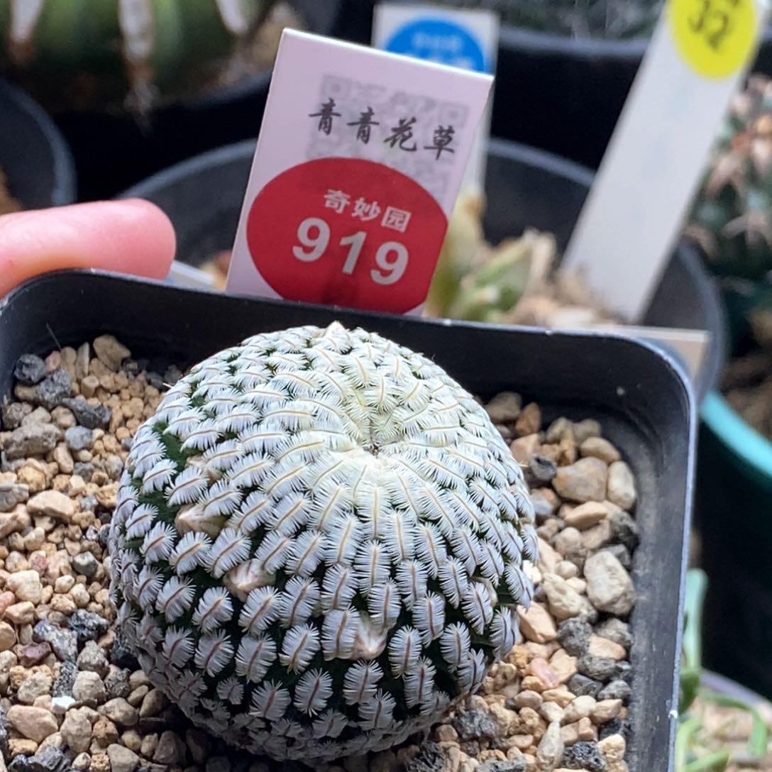 实生带花苞粉花白斜子3.6cm