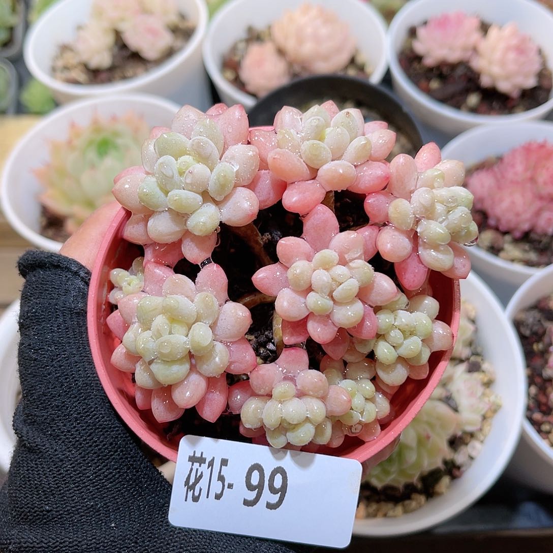 花15-99洛可可群