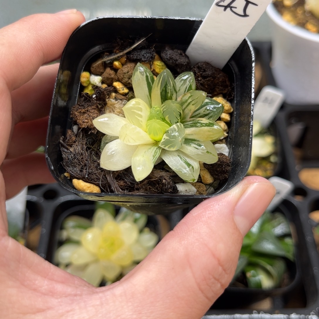 45花水晶玉露锦一物一拍