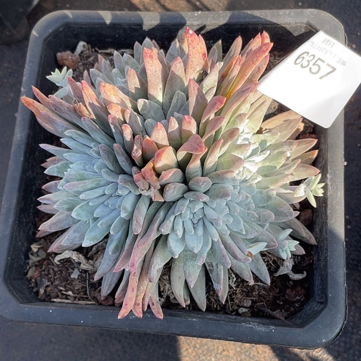 【闪购商品】捧花白姆