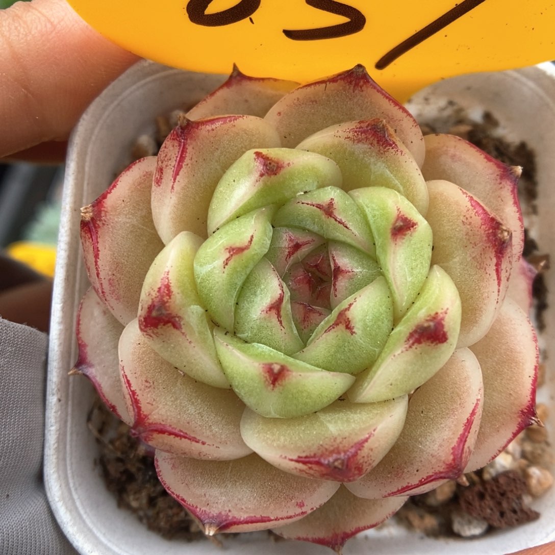 边线麦秆可拍839号。    