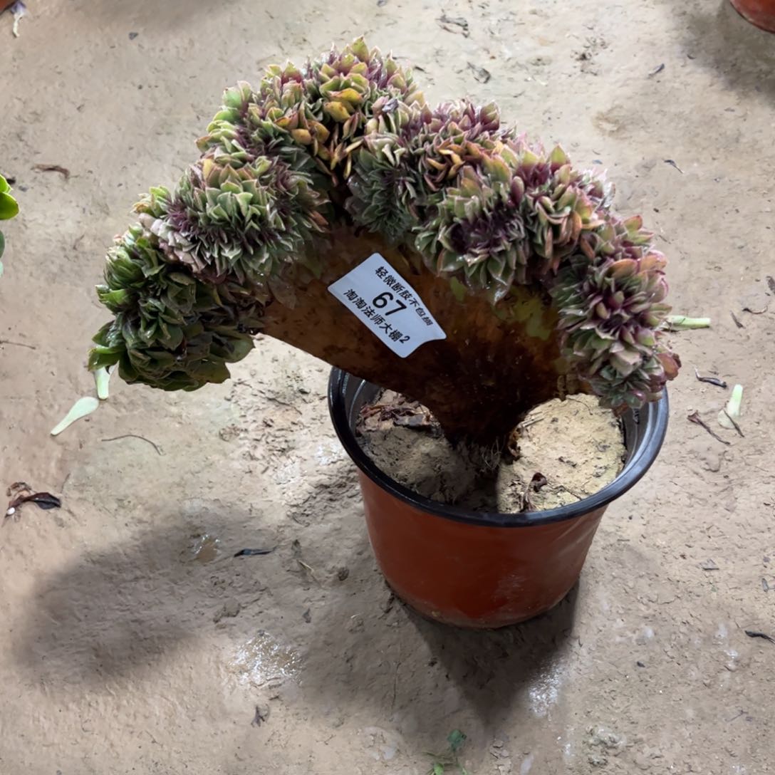 67万圣节缀化多肉植物法师