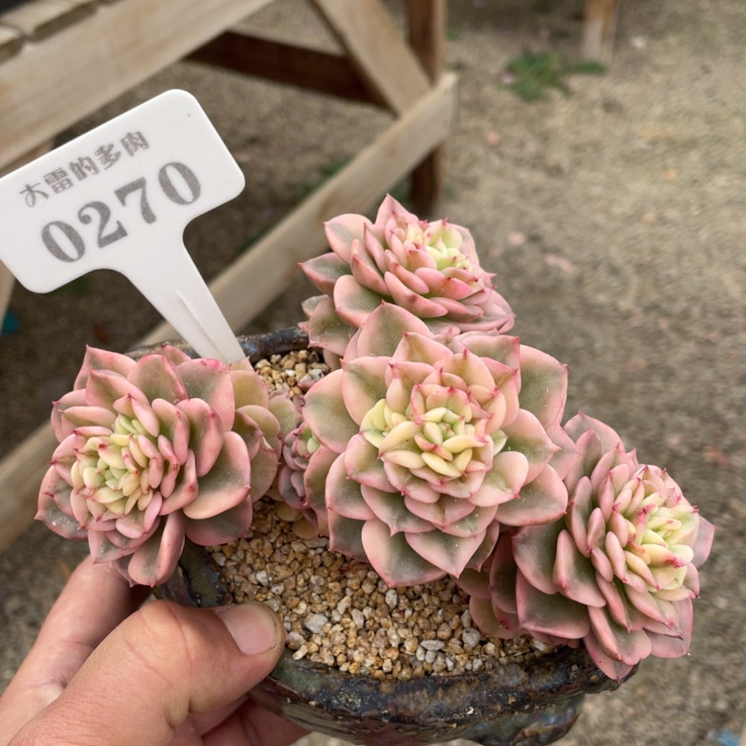 0270蜡牡丹锦不带盆15厘米