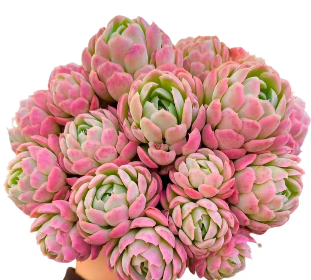 香妃贝瑞 多肉植物新手好养