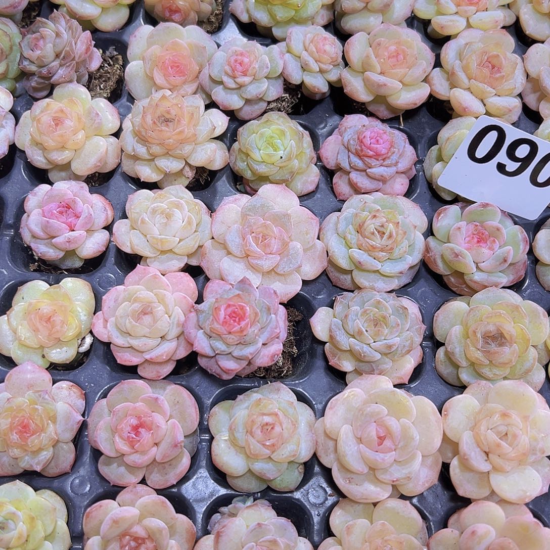 090发样品冰魄5个19包邮