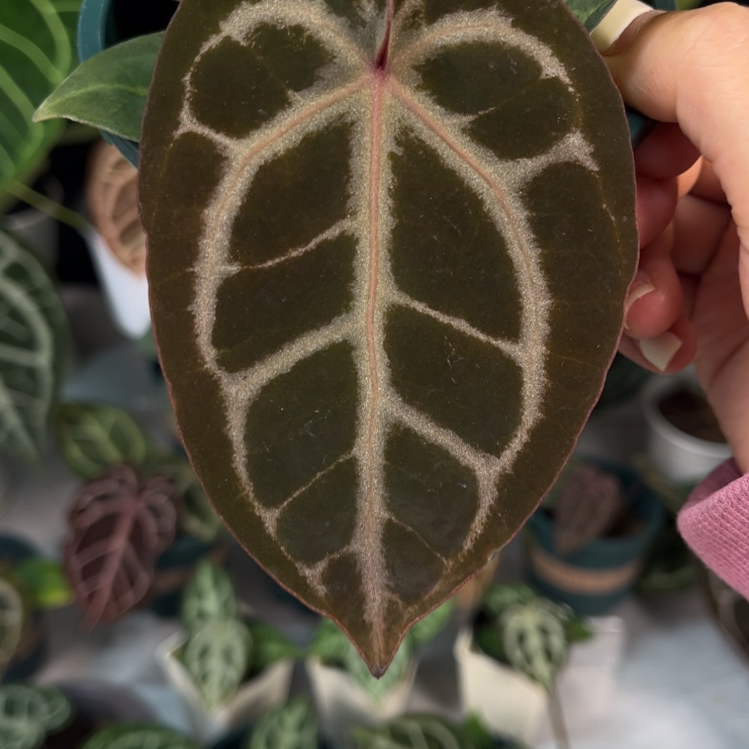 无花朵紫水晶杂488