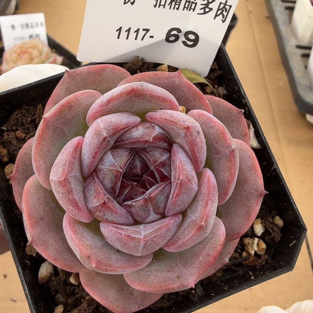 1117-69单颗多肉组合（一物一拍）