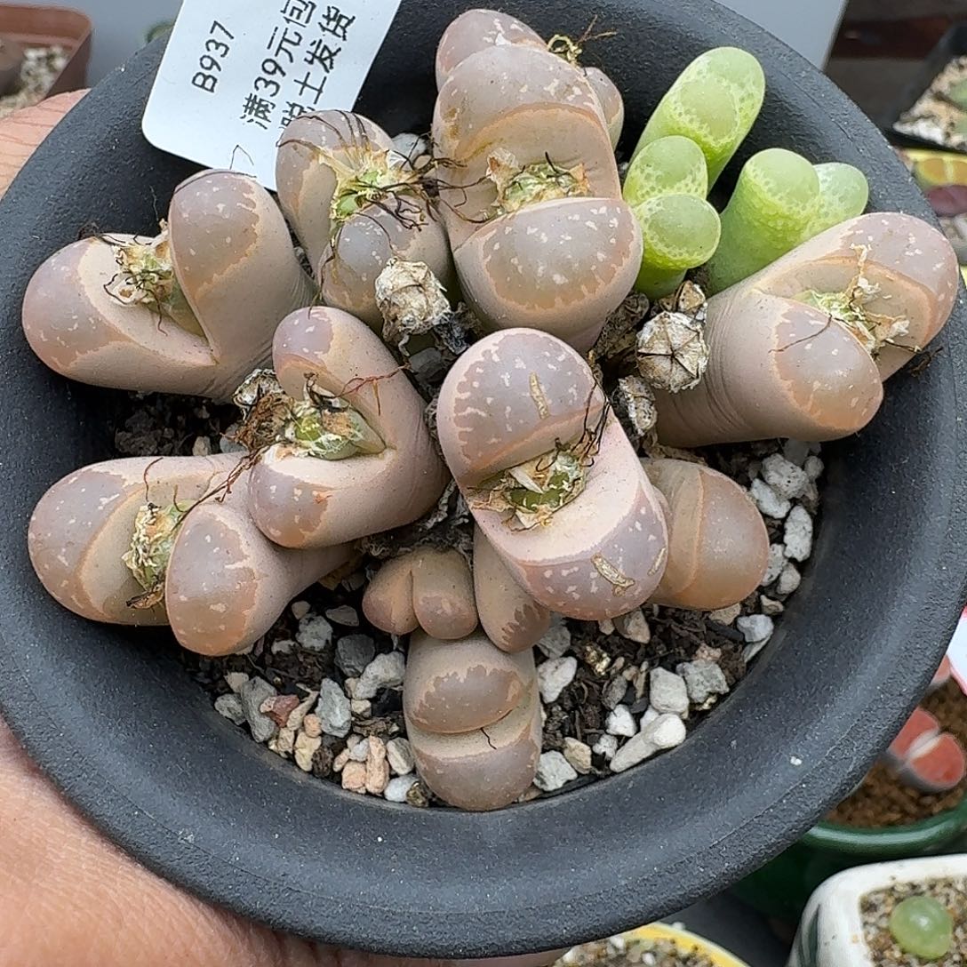 成***柜937多肉哈哈哈哈哈哈哈