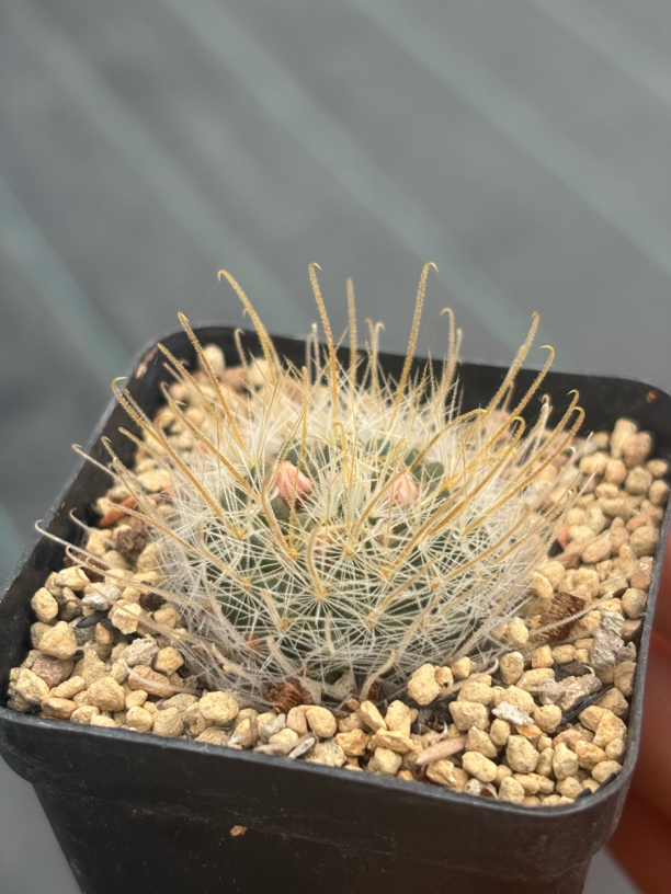 实生阳炎开花株仙人球尺寸3.3