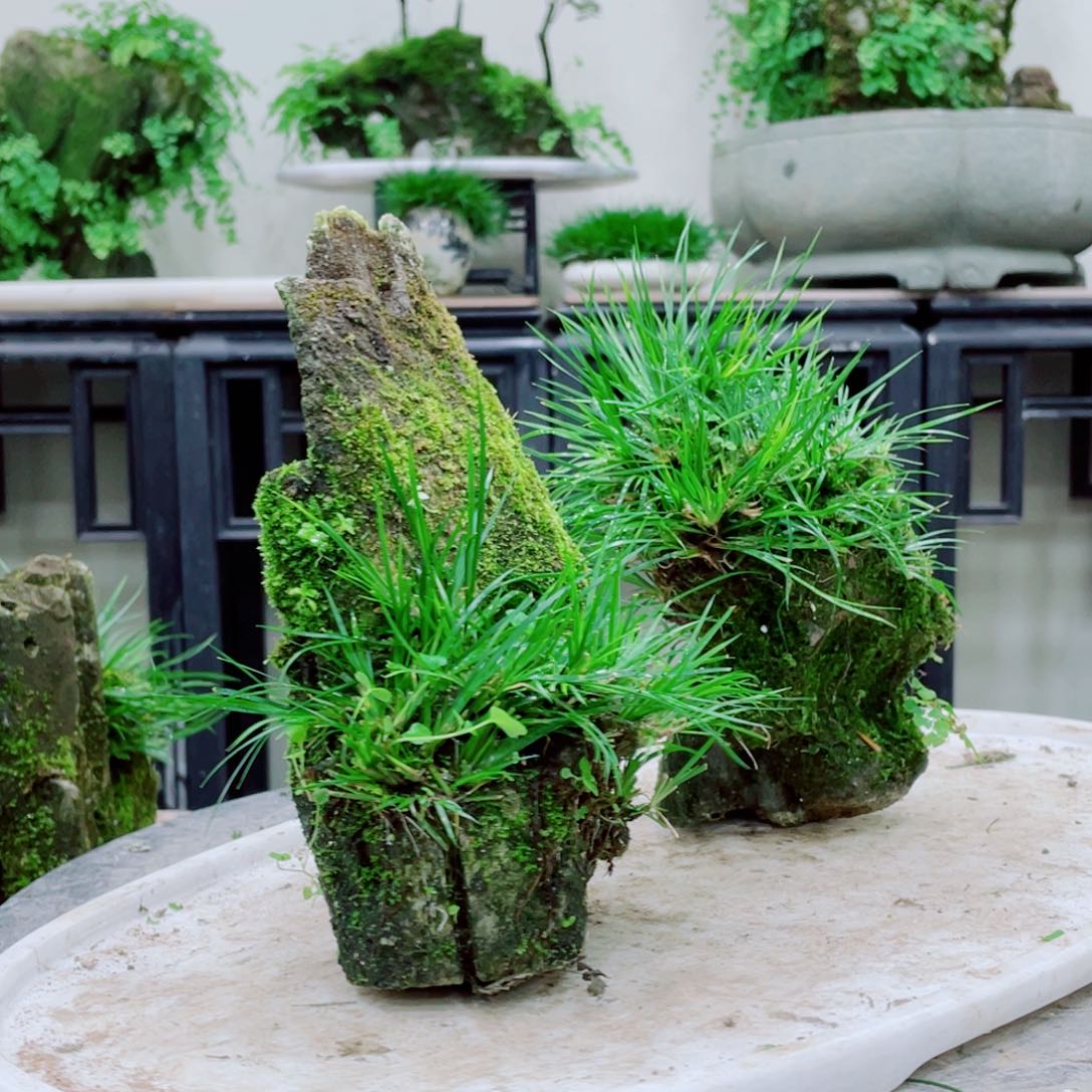 无铅玻璃安**心铁线蕨等植物为主