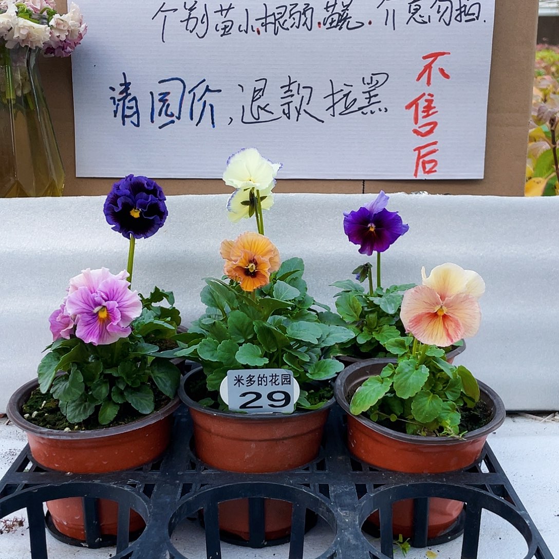 大部分花苞少量开放29