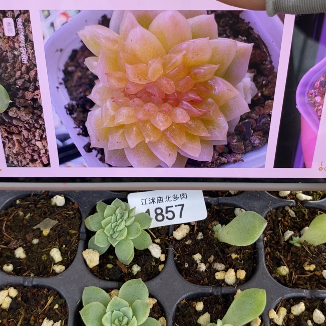 标1857夜华771缀化一个