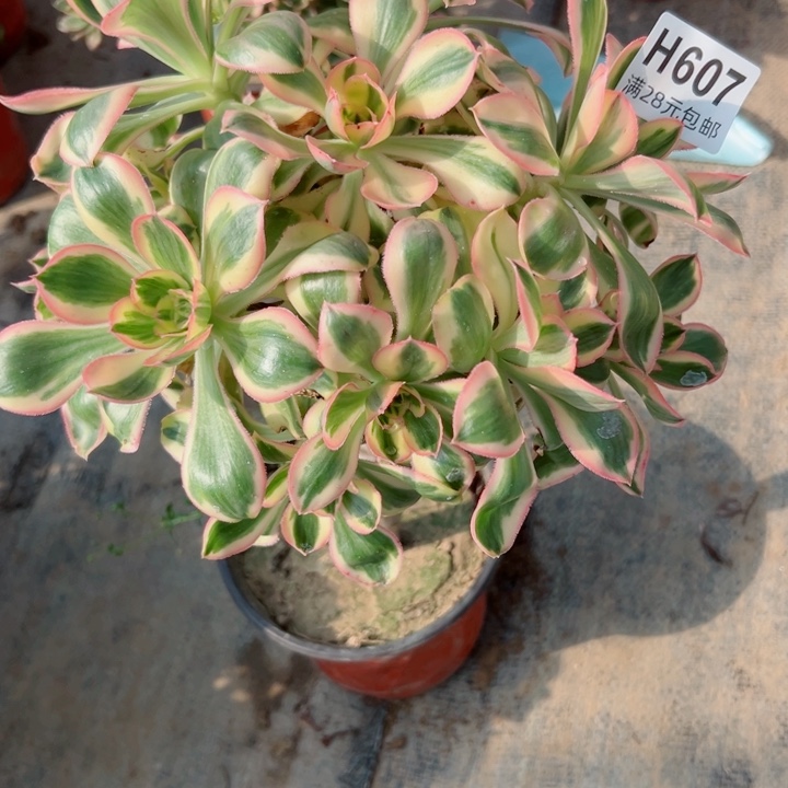 607燕姿多肉植物的