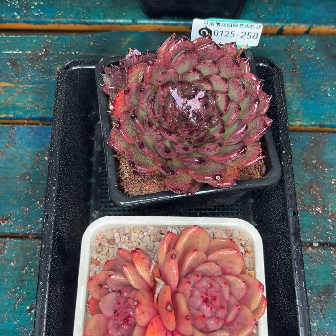 多肉一物一拍0125-258