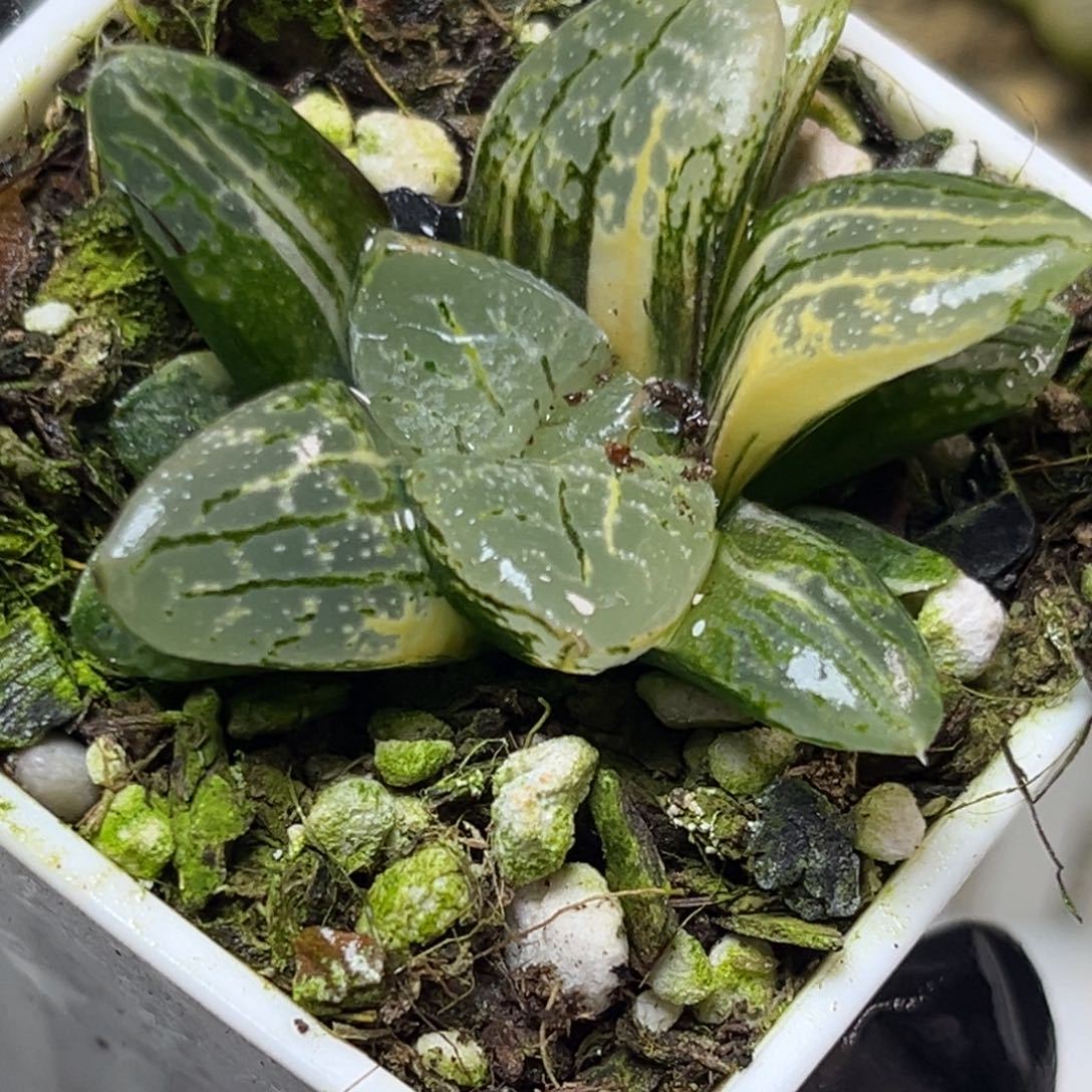 十二卷多肉植物66万华镜